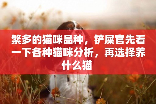 繁多的貓咪品種，鏟屎官先看一下各種貓咪分析，再選擇養什么貓 