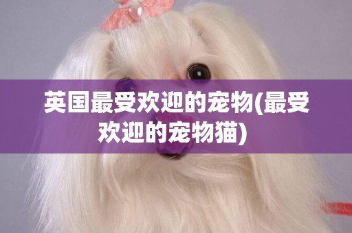 英國最受歡迎的寵物(最受歡迎的寵物貓) 