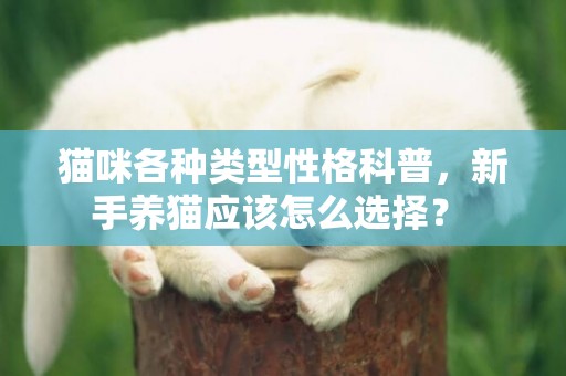 貓咪各種類型性格科普，新手養貓應該怎么選擇？ 