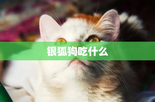 銀狐狗吃什么