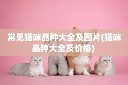常見貓咪品種大全及圖片(貓咪品種大全及價格) 