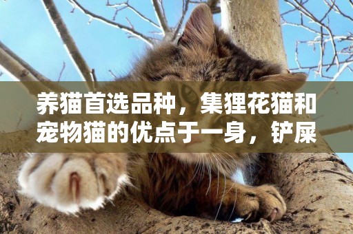 養貓首選品種，集貍花貓和寵物貓的優點于一身，鏟屎官能放過嗎？ 