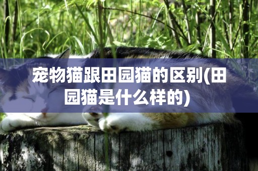 寵物貓跟田園貓的區別(田園貓是什么樣的) 