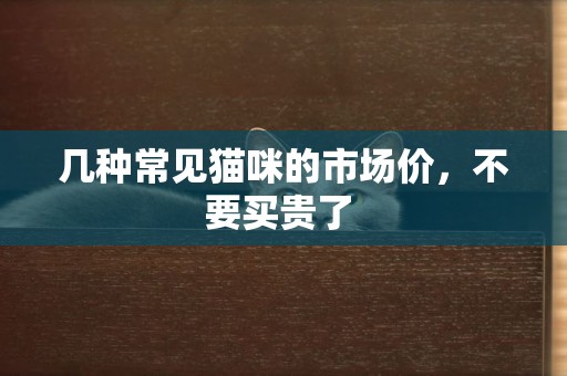 幾種常見貓咪的市場價，不要買貴了 