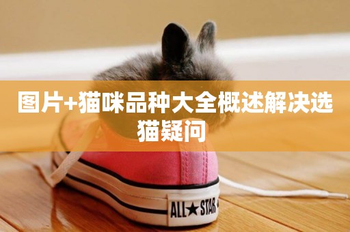 圖片+貓咪品種大全概述解決選貓疑問 