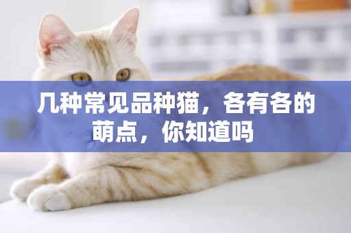 幾種常見品種貓，各有各的萌點，你知道嗎 