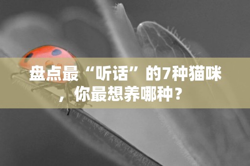 盤點最“聽話”的7種貓咪，你最想養哪種？ 