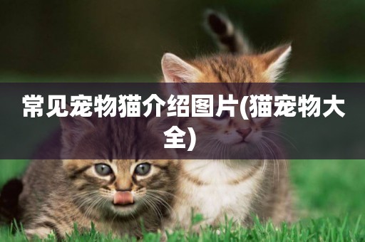 常見寵物貓介紹圖片(貓寵物大全) 
