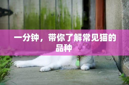 一分鐘，帶你了解常見貓的品種 