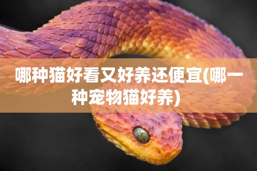 哪種貓好看又好養還便宜(哪一種寵物貓好養) 
