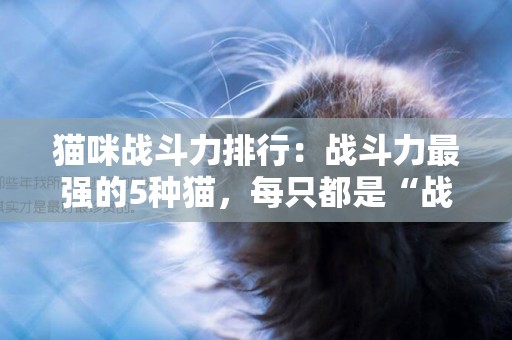 貓咪戰斗力排行：戰斗力最強的5種貓，每只都是“戰斗喵” 