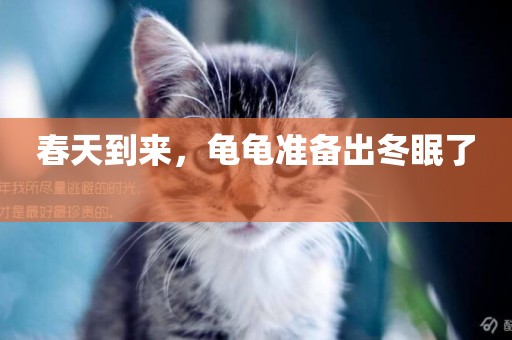 春天到來，龜龜準備出冬眠了 