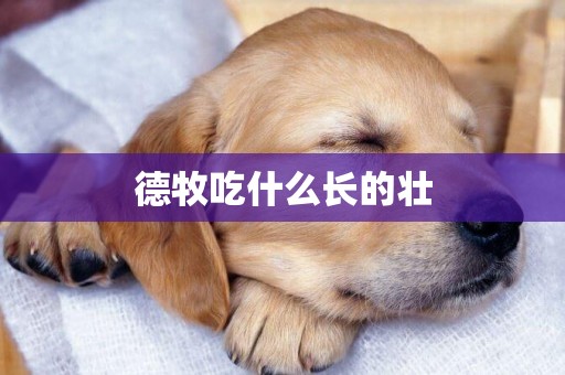 德牧吃什么長的壯
