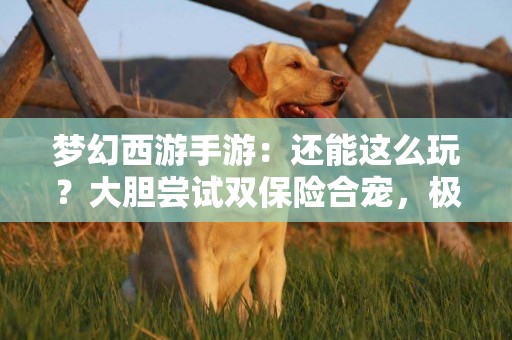 夢幻西游手游：還能這么玩？大膽嘗試雙保險合寵，極品龜丞相出爐 
