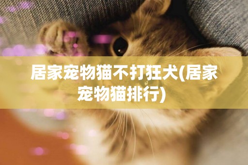 居家寵物貓不打狂犬(居家寵物貓排行) 