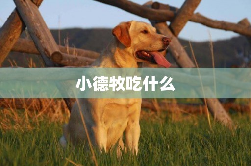 小德牧吃什么