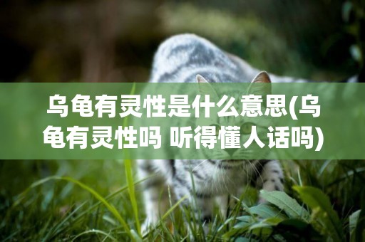 烏龜有靈性是什么意思(烏龜有靈性嗎 聽得懂人話嗎) 