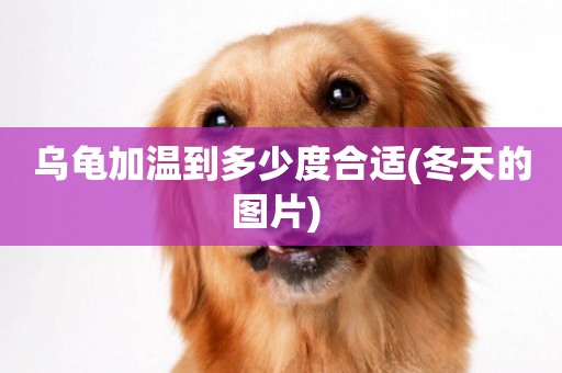 烏龜加溫到多少度合適(冬天的圖片) 