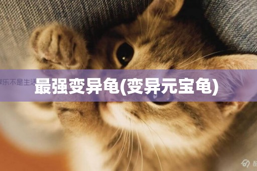 最強變異龜(變異元寶龜) 