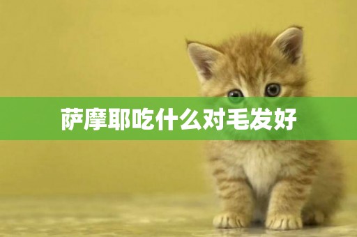 薩摩耶吃什么對毛發好