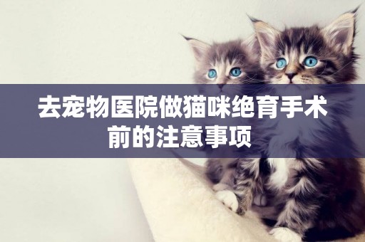 去寵物醫院做貓咪絕育手術前的注意事項 