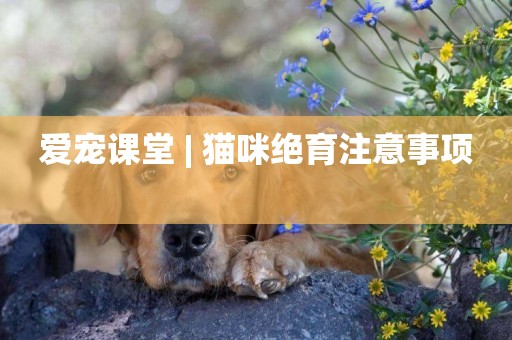 愛寵課堂 | 貓咪絕育注意事項 