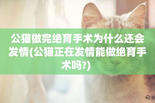 公貓做完絕育手術為什么還會發情(公貓正在發情能做絕育手術嗎?) 