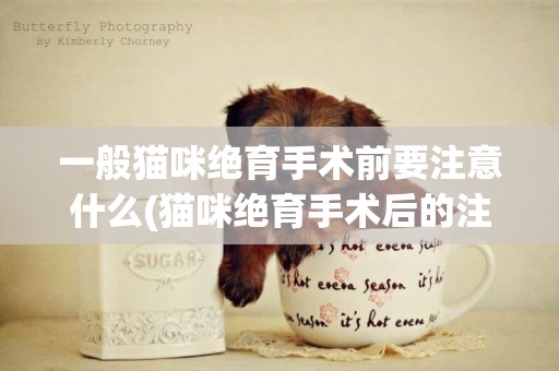 一般貓咪絕育手術前要注意什么(貓咪絕育手術后的注意事項) 