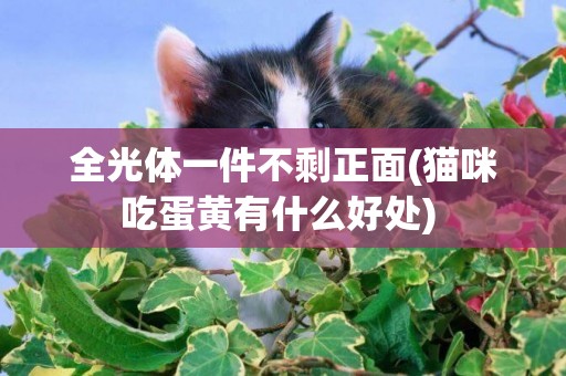 全光體一件不剩正面(貓咪吃蛋黃有什么好處) 