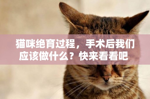 貓咪絕育過程，手術后我們應該做什么？快來看看吧 