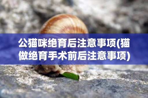 公貓咪絕育后注意事項(貓做絕育手術前后注意事項) 