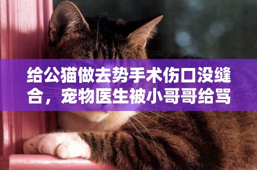 給公貓做去勢手術傷口沒縫合，寵物醫生被小哥哥給罵了 
