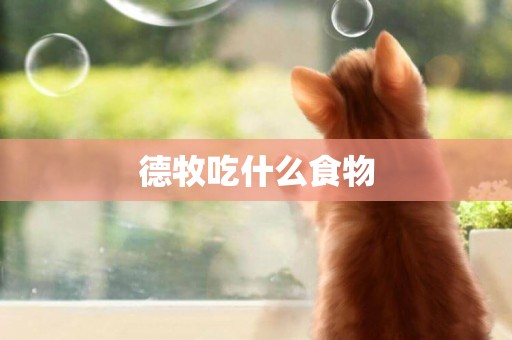德牧吃什么食物