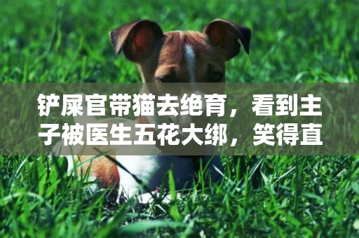 鏟屎官帶貓去絕育，看到主子被醫生五花大綁，笑得直不起腰 