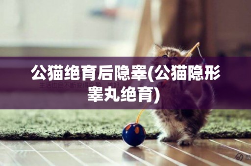 公貓絕育后隱睪(公貓隱形睪丸絕育) 