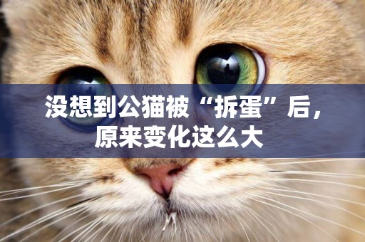沒想到公貓被“拆蛋”后，原來變化這么大 