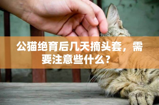 公貓絕育后幾天摘頭套，需要注意些什么？ 