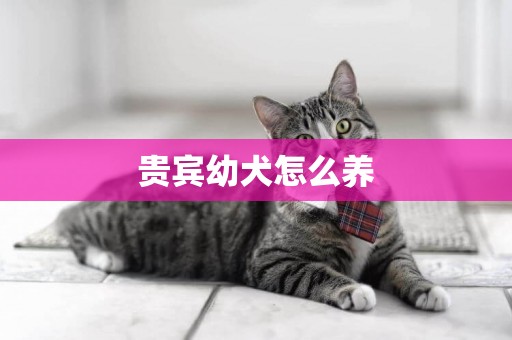 貴賓幼犬怎么養