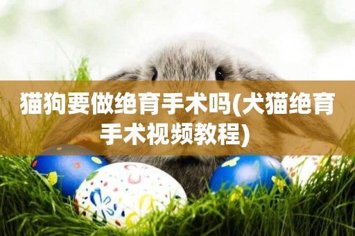 貓狗要做絕育手術嗎(犬貓絕育手術視頻教程) 