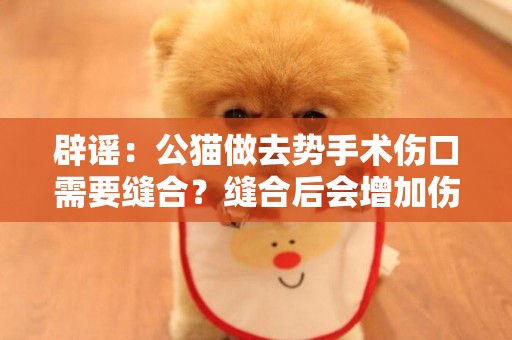 辟謠：公貓做去勢手術傷口需要縫合？縫合后會增加傷口感染幾率 