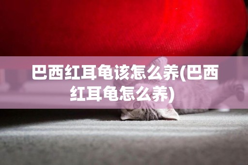巴西紅耳龜該怎么養(巴西紅耳龜怎么養) 