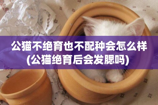 公貓不絕育也不配種會怎么樣(公貓絕育后會發腮嗎) 