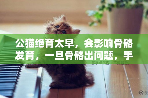 公貓絕育太早，會影響骨骼發育，一旦骨骼出問題，手術費3萬起 