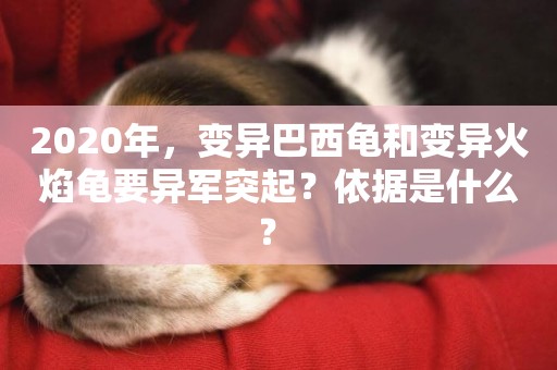 2020年，變異巴西龜和變異火焰龜要異軍突起？依據是什么？ 