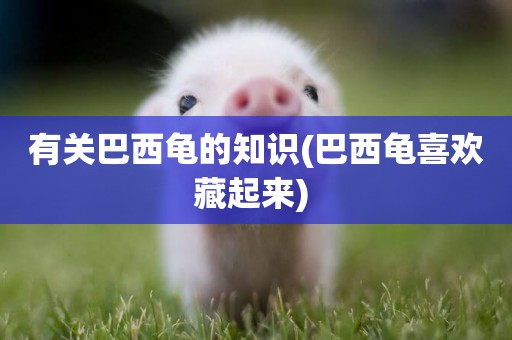 有關巴西龜的知識(巴西龜喜歡藏起來) 