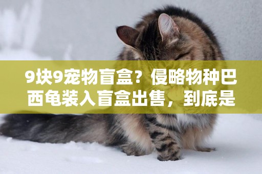 9塊9寵物盲盒？侵略物種巴西龜裝入盲盒出售，到底是驚喜還是驚嚇 