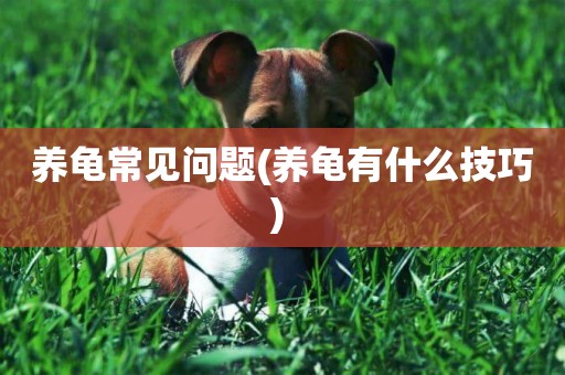 養龜常見問題(養龜有什么技巧) 