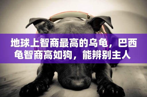 地球上智商最高的烏龜，巴西龜智商高如狗，能辨別主人 