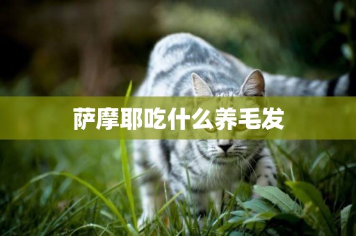 薩摩耶吃什么養毛發