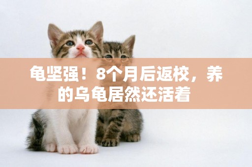 龜堅強！8個月后返校，養的烏龜居然還活著 